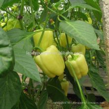 SP30 Baiyan extremely early maturity special color bell pepper seeds hybrid